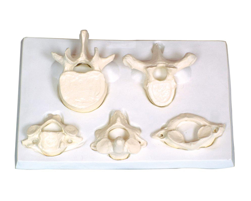 御������i��������׵�Ŵ�