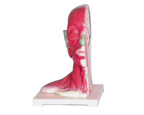 �^�����i���ֽ�