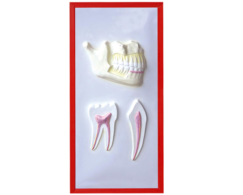 �����c�����ʸ���ģ��