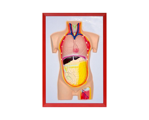 ���w��(n��i)�K����ģ��