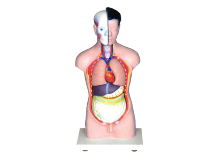 ���w�^���i���|��ģ��