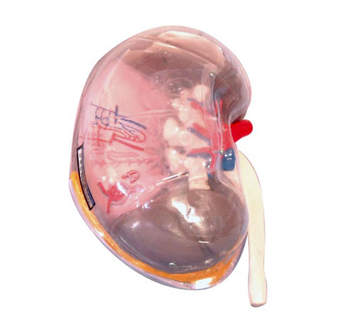 ͸���I��ģ��