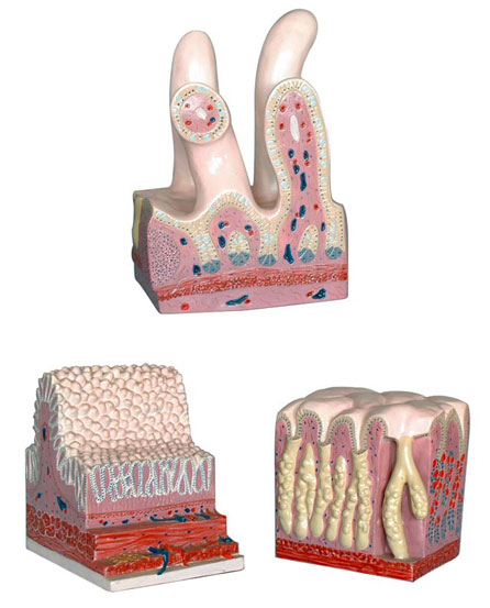 �����ܵ���(g��u)��ģ�ͣ�3���֣�