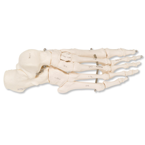 ��������ò��P䓽z�B����